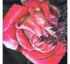 Dubbele Kerstkaarten met Kerstbloemen (10 stuks)